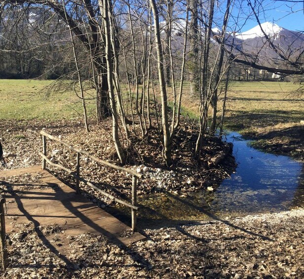 Un puente de madera sobre un arroyo, rodeado de follaje y árboles. 4