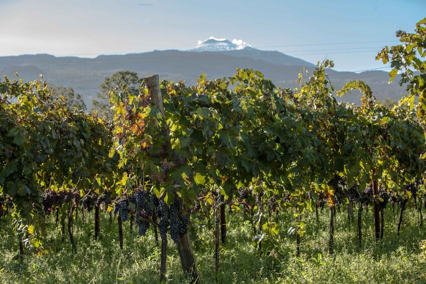 Un vignoble avec des rangées de vignes et une montagne en arrière-plan. 1
