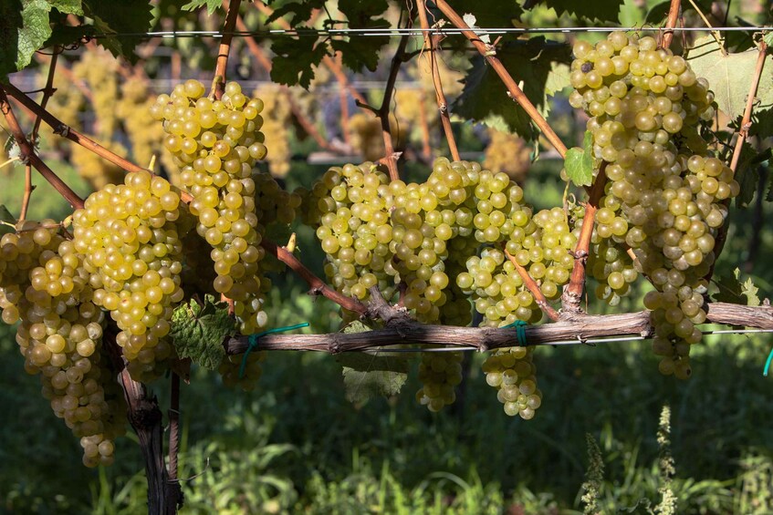 Des grappes de raisins verts sur les branches d’un vignoble. 5