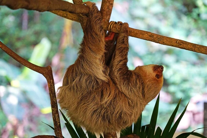 Un paresseux suspendu à une branche d’arbre. 4