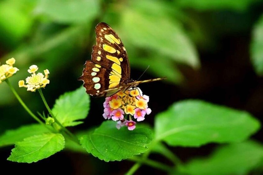Un papillon sur une fleur. 5