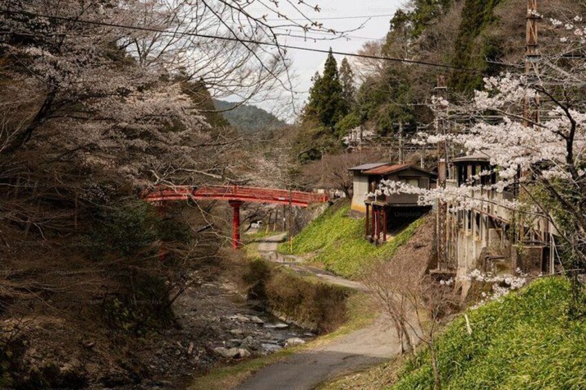 A red bridge, a path, cherry blossoms, and a traditional Japanese building. 2