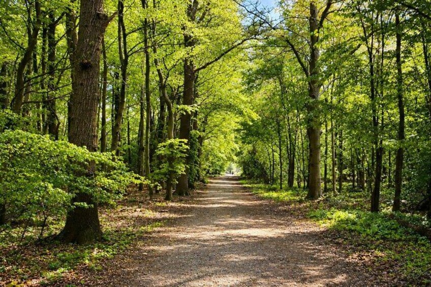 A forest path surrounded by tall trees and lush greenery. 2