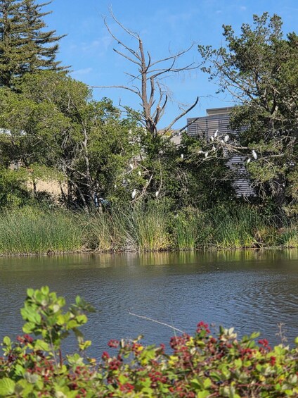 A calm lake with reeds, trees, and a building in the background. 2
