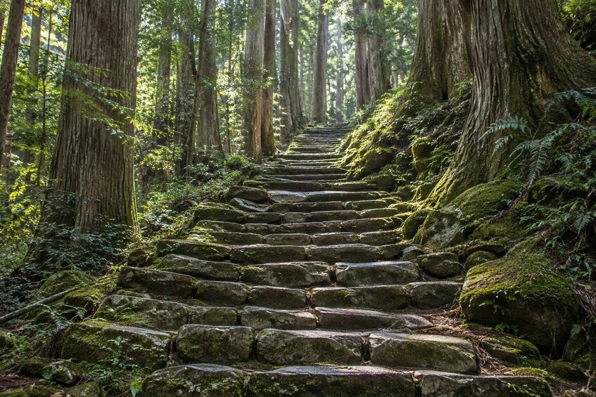 A stone staircase in a forest with tall trees and moss-covered rocks. 1