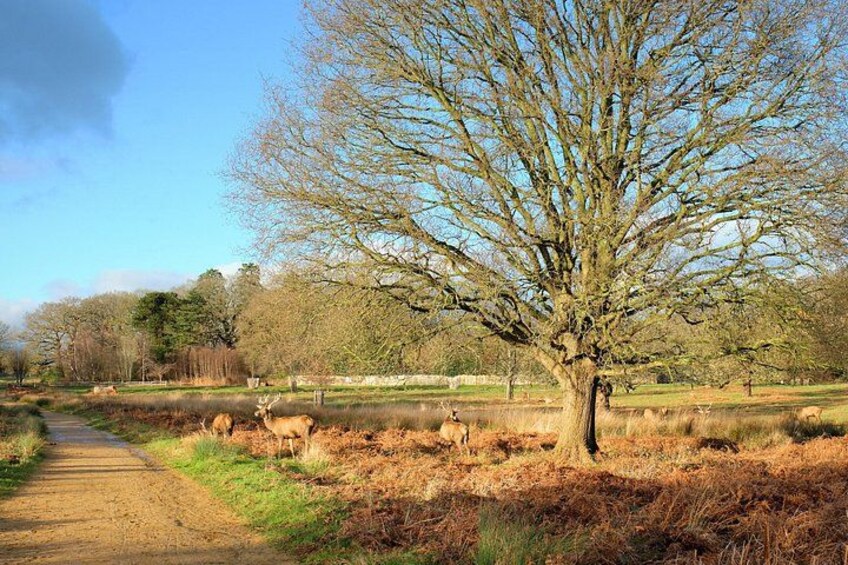 A rural landscape with a dirt path, a large leafless tree, and grazing deer. 3