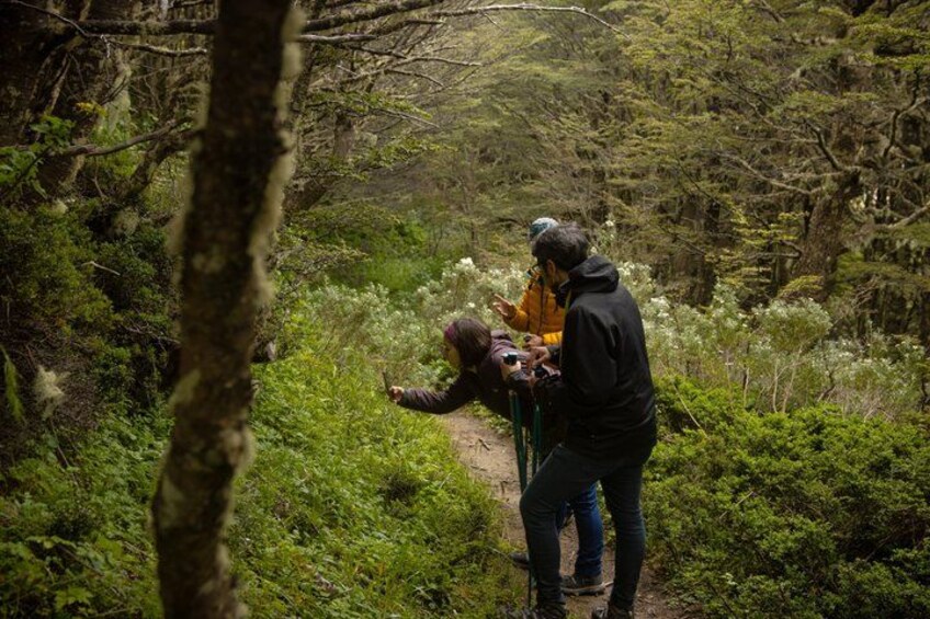 A person in a forested area with a backpack, another person in a yellow jacket, and a green walking stick. 3