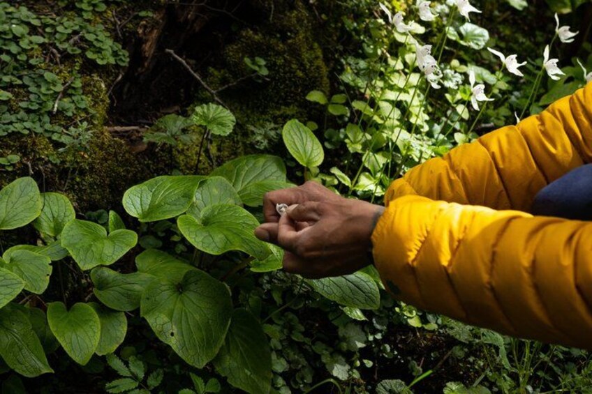 A hand holding a ring, surrounded by green foliage and mossy rocks. 5