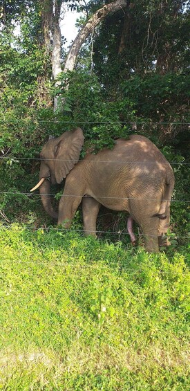 Un elefante con colmillos cerca de una valla de alambre en un área cubierta de hierba con árboles al fondo. 4