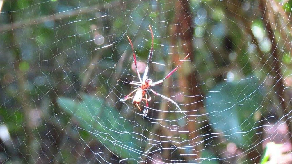 Una araña en su tela en un entorno natural. 2