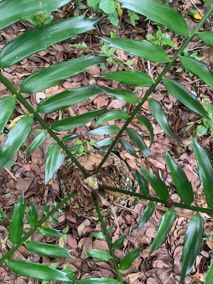 Una planta con hojas verdes largas y un tallo central rodeado de hojas marrones secas en el suelo. 3