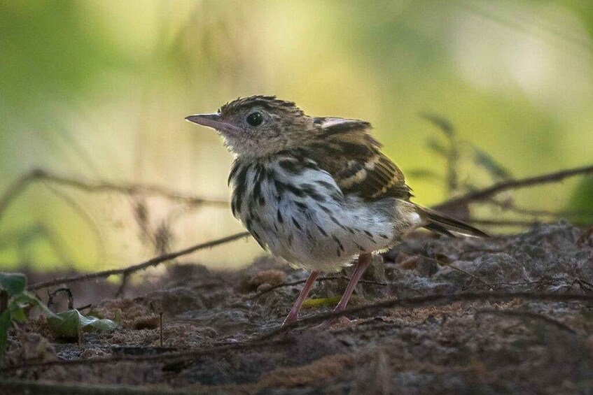 Un pequeño pájaro posado en una rama. 5