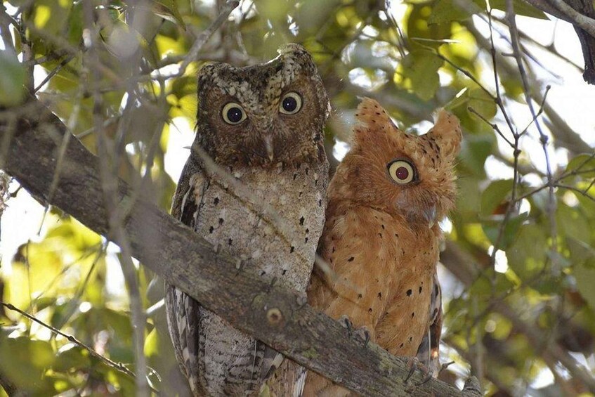 Dos búhos posados en una rama de árbol. 1