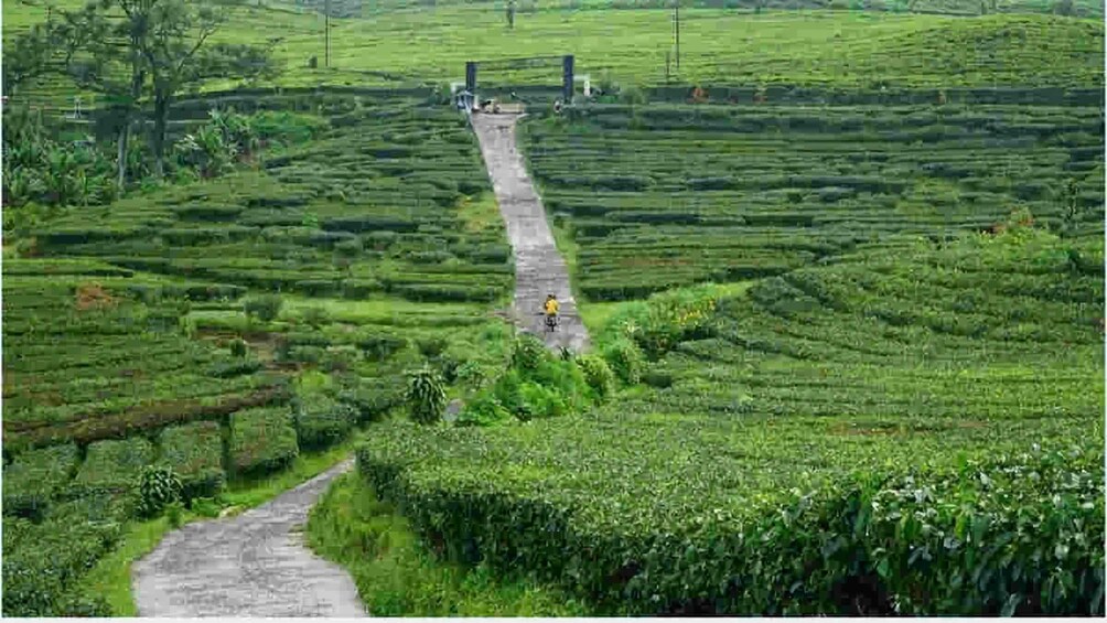 Una exuberante plantación de té verde con campos escalonados y un sendero estrecho que la atraviesa. 5
