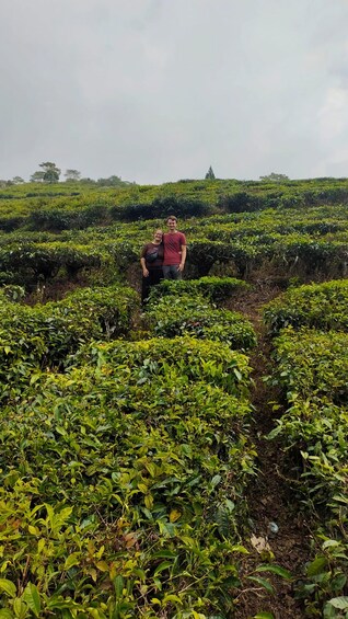Una plantación de té con hileras de matorrales de té. 3