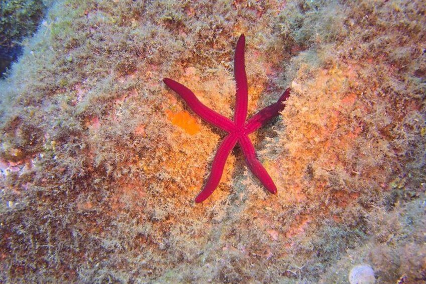 A red starfish on a coral reef. 4
