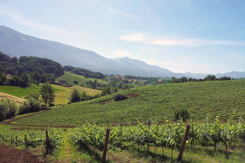 A vineyard with rows of grapevines, rolling hills, and distant mountains under a clear sky. 3