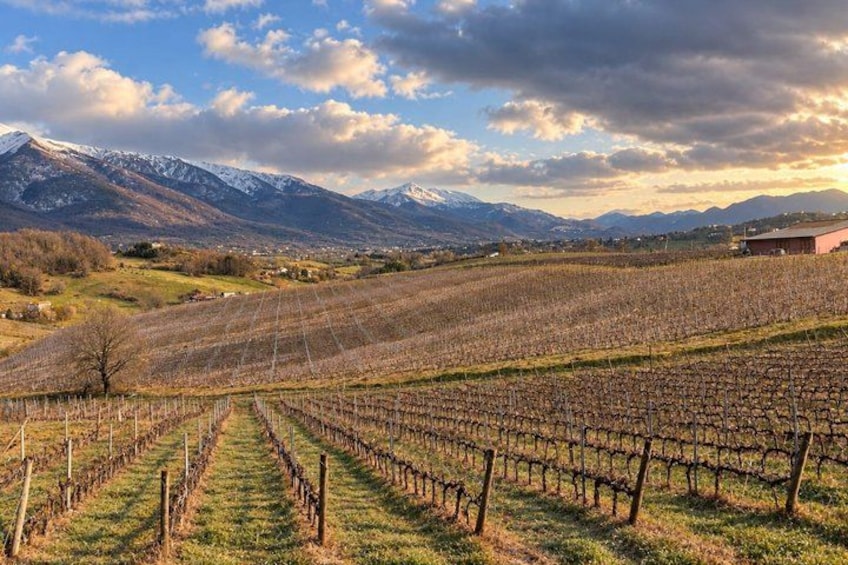 A vineyard with rows of grapevines, a mountain range in the background, and a partly cloudy sky. 2