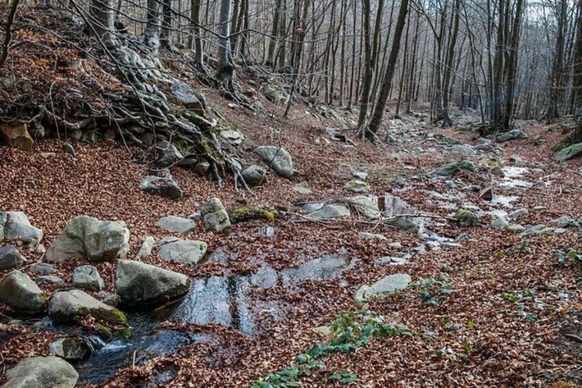 A forest stream with rocks and fallen leaves. 5