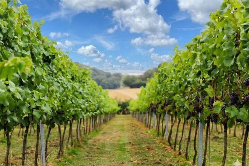 A vineyard with rows of grapevines under a clear sky. 2