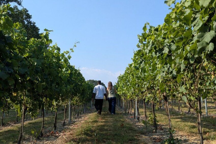 A vineyard with rows of grapevines and two people walking through. 1