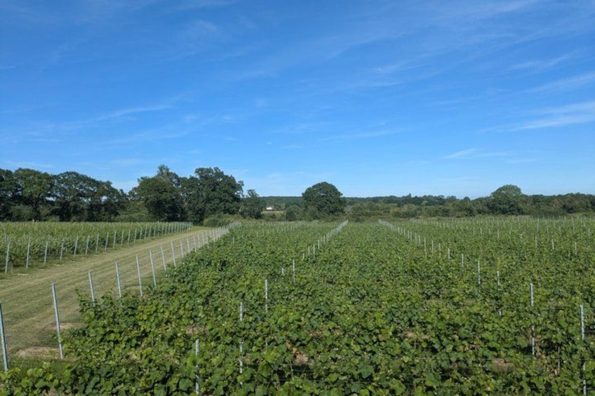 A vineyard with rows of grapevines under a clear blue sky. 3