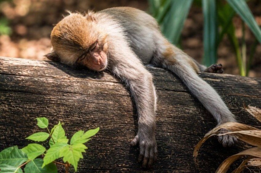 A monkey sleeping on a log surrounded by greenery. 5