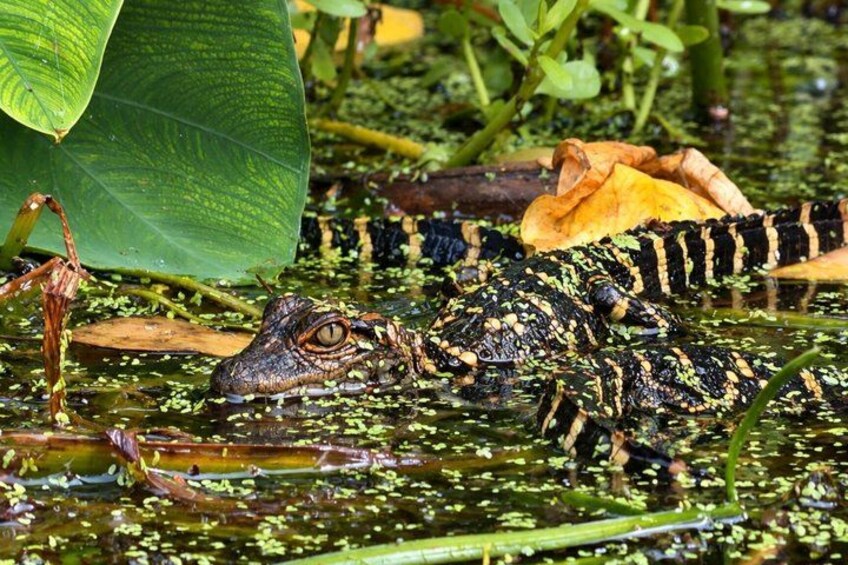 An alligator in water with green foliage and leaves around. 3
