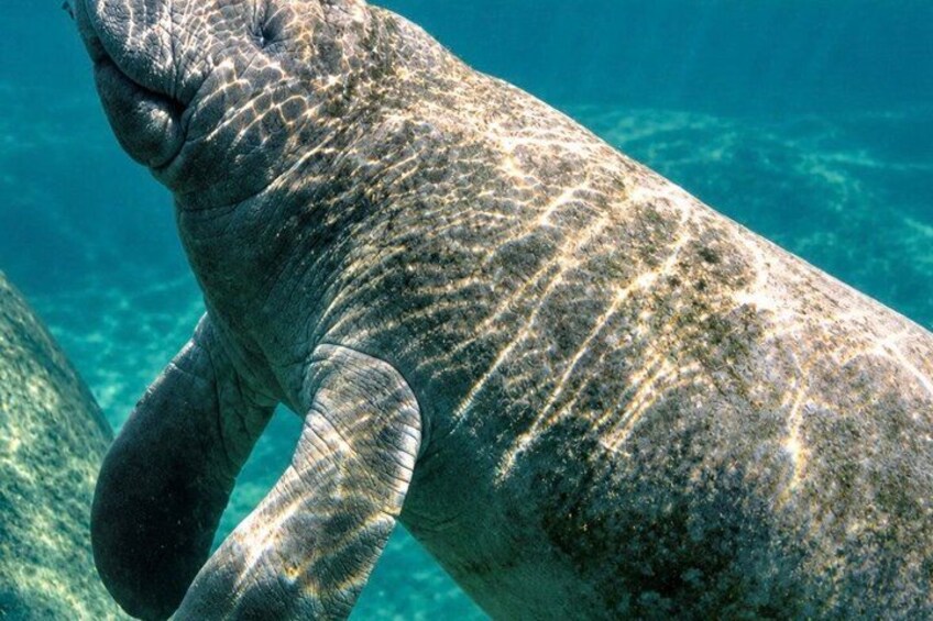 A manatee swimming underwater. 1