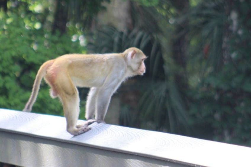 A monkey standing on a ledge. 4