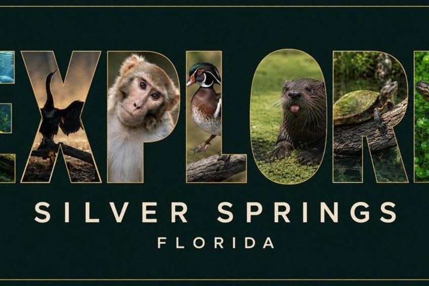 A wildlife scene with a monkey, otter, and turtle. 2
