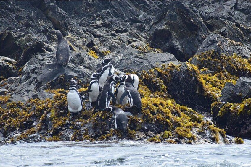 A group of penguins on rocky terrain with yellow seaweed. 1