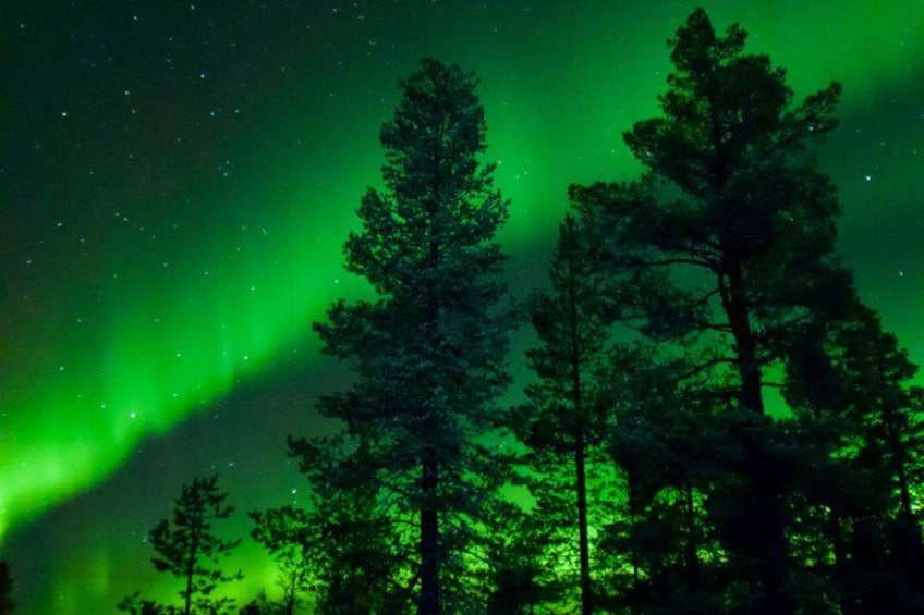A forest with tall trees and the northern lights. 5