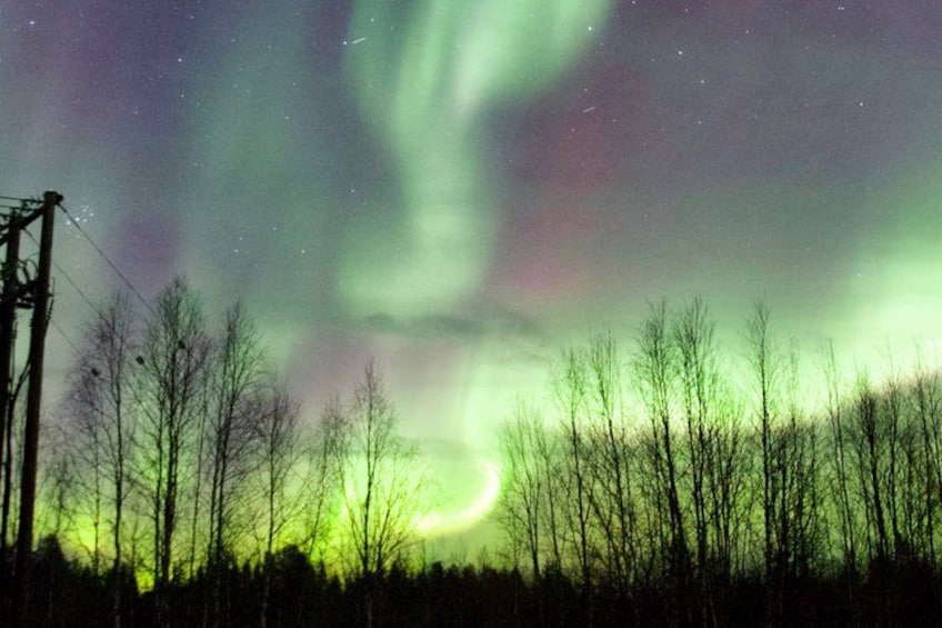 A night sky with the Northern Lights, a forest, and power lines. 3