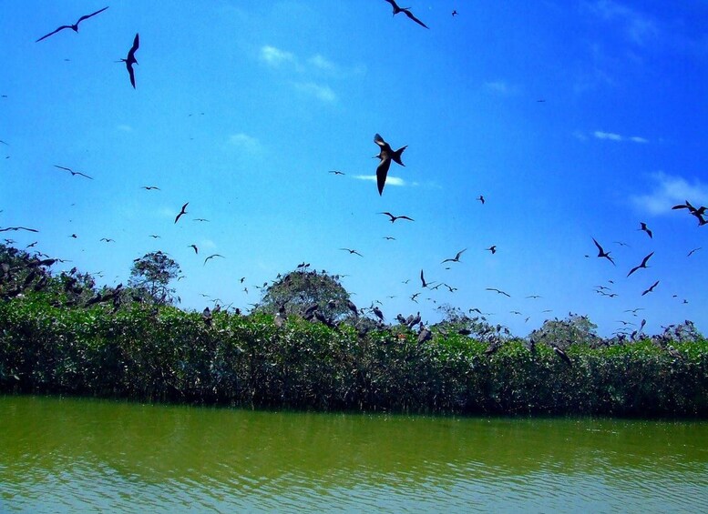 Un vol d’oiseaux survole une étendue d’eau, avec un feuillage dense en arrière-plan. 2