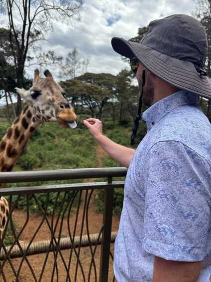 A person feeding a giraffe at a zoo enclosure. 2