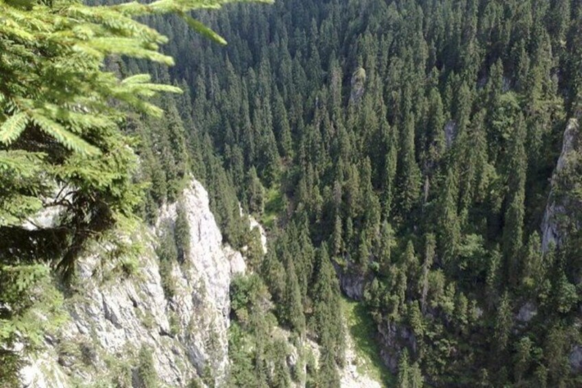A dense forest with a rocky cliff. 5