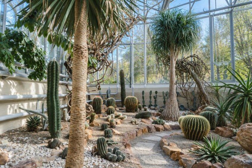 A greenhouse with various cacti and succulents, a palm tree, and a glass ceiling. 4