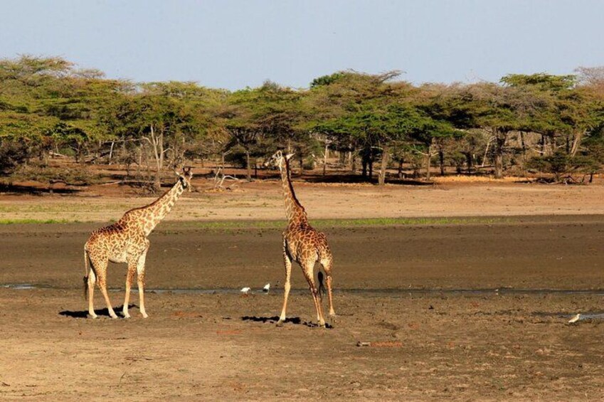 Two giraffes standing in a dry, open landscape with sparse trees in the background. 2