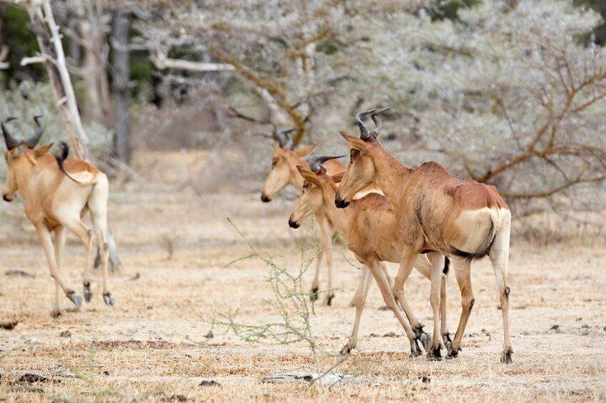 A group of antelopes in a dry, open landscape with sparse vegetation and leafless trees. 4
