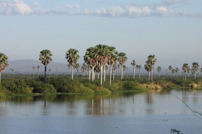 A calm water body with tall palm trees and distant mountains under a clear sky. 3