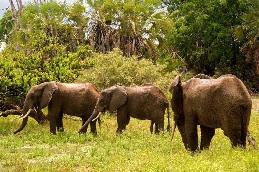 Three elephants in a grassy field with trees in the background. 5