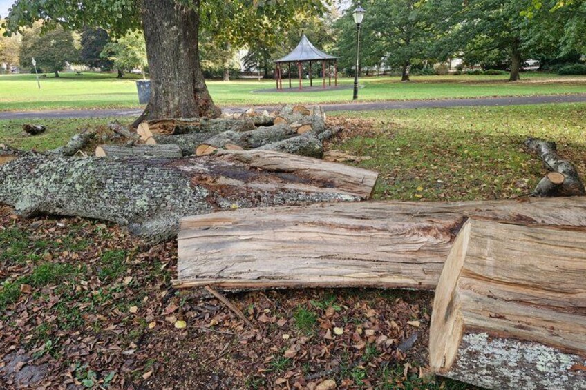 A park with fallen logs, a tree, and a gazebo in the background. 5