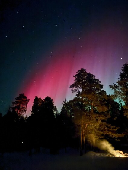 A night sky with the aurora borealis, trees, and a snow-covered ground. 2