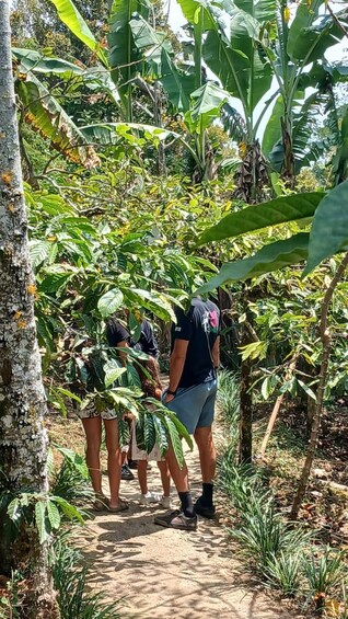 Picture 4 for Activity Panca wana Coffee Plantation and Tasting with Local Guide 4