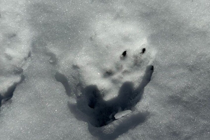 A snow-covered landscape with footprints and tire tracks. 3