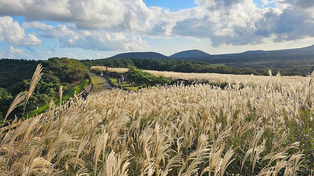 Un campo de hierba alta con un sendero que lo atraviesa, rodeado de colinas y un cielo parcialmente nublado. 3