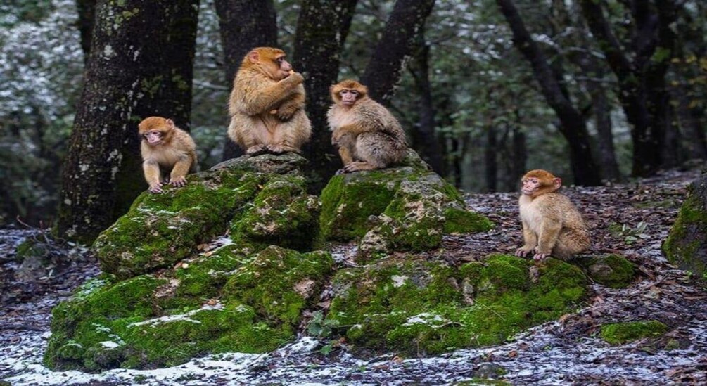 Des singes sont assis sur des rochers couverts de mousse, dans une forêt. 1
