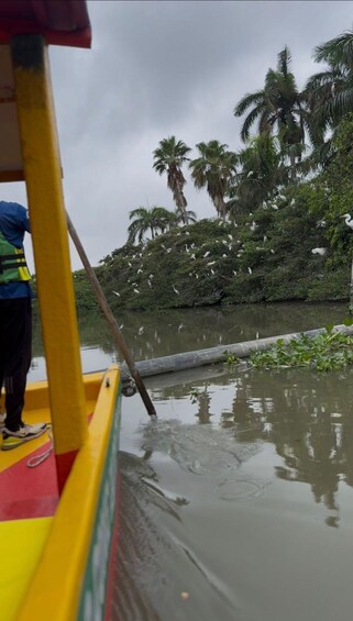 Un bote en un río tranquilo con vegetación densa y palmeras al fondo. 4