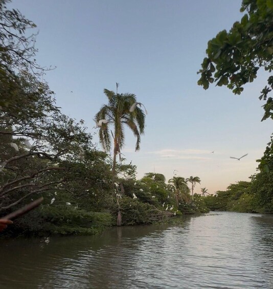 Un río con vegetación espesa y una palmera. 2